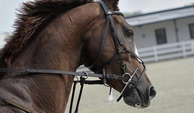 horse head with riding gear