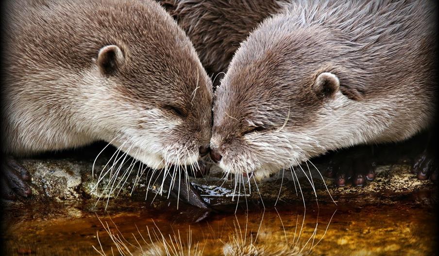 2 otters