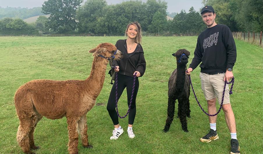 2 young people standing with alpacas on leads