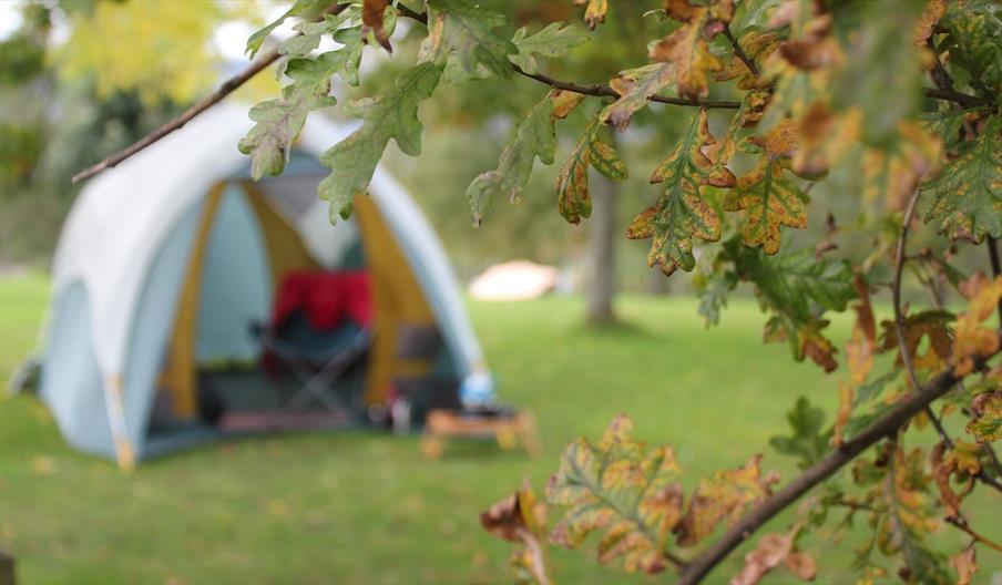 a tent in trees