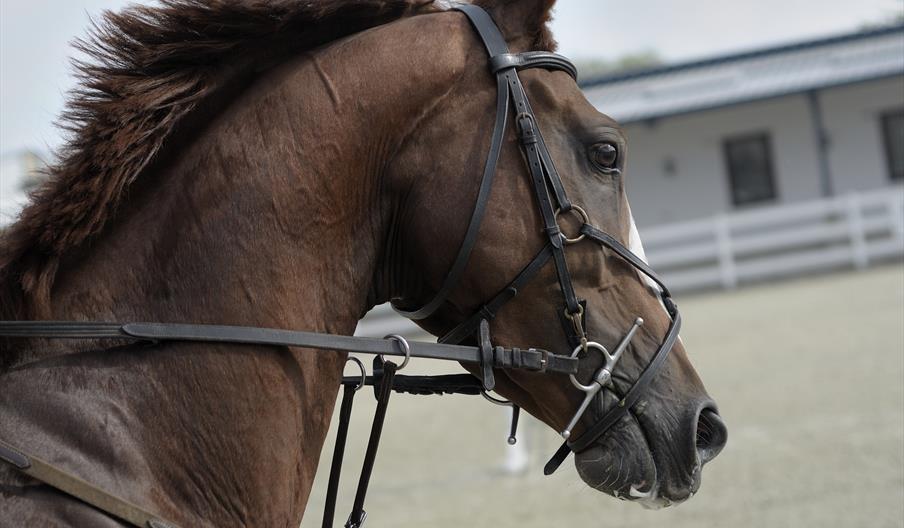 horse head with riding gear.