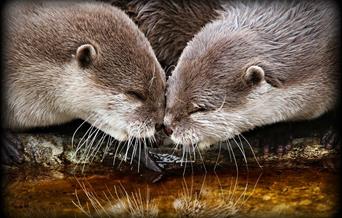 2 otters