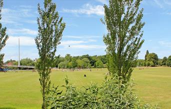 Trees, meadows and bridge in background