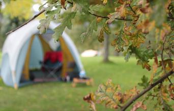 a tent in trees