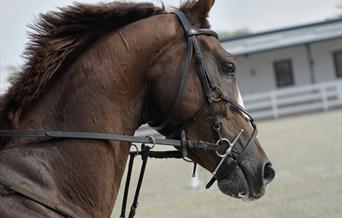 horse head with riding gear