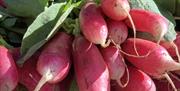 radishes