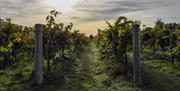 The vines at Stanlake Vineyard