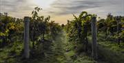 The vines at Stanlake