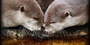 2 otters