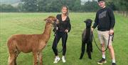 2 young people standing with alpacas on leads