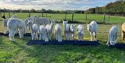 group of young alpaca