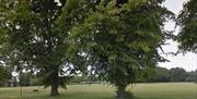 Trees and grass of Palmer Park