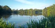 Whiteknights lake