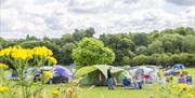Tents in a field with flowers