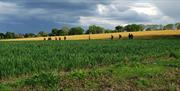 Walkers in the fields on St James' Way