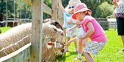 Children feeding sheep