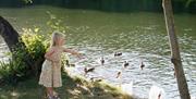 little girl feeding swans