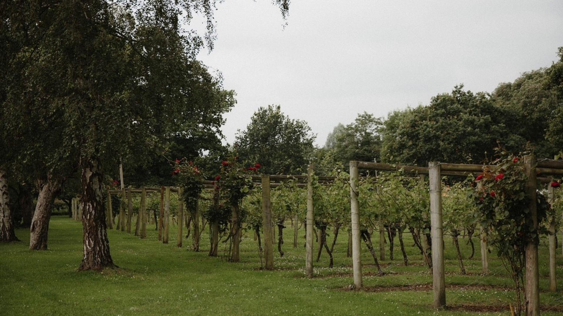 Vines in a vineyard in Twyford, Berkshire.