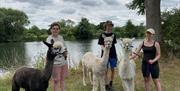 3 young people with alpacas