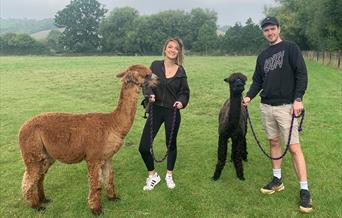 2 young people standing with alpacas on leads