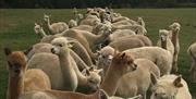 Herd of alpaca