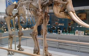 elephant skeleton