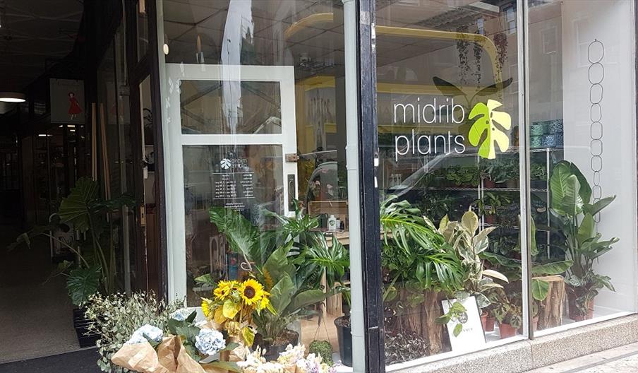 plants in shop window