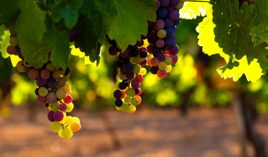 grapes on the vine