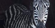 Zena the zebra