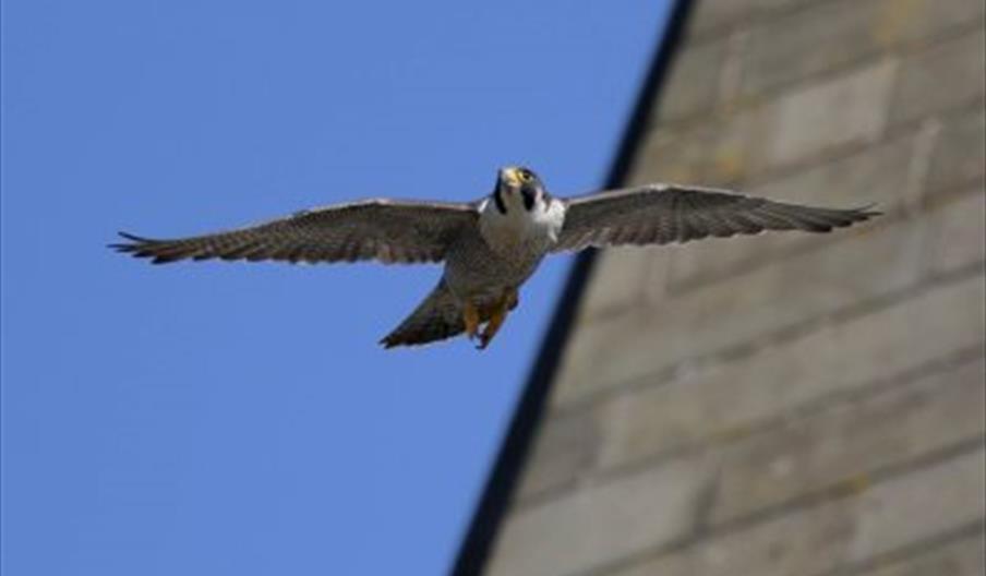 Peregrine falcon flying in Rochdale town centre.