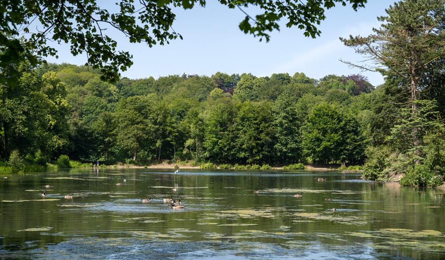 Lake at Queens Park.