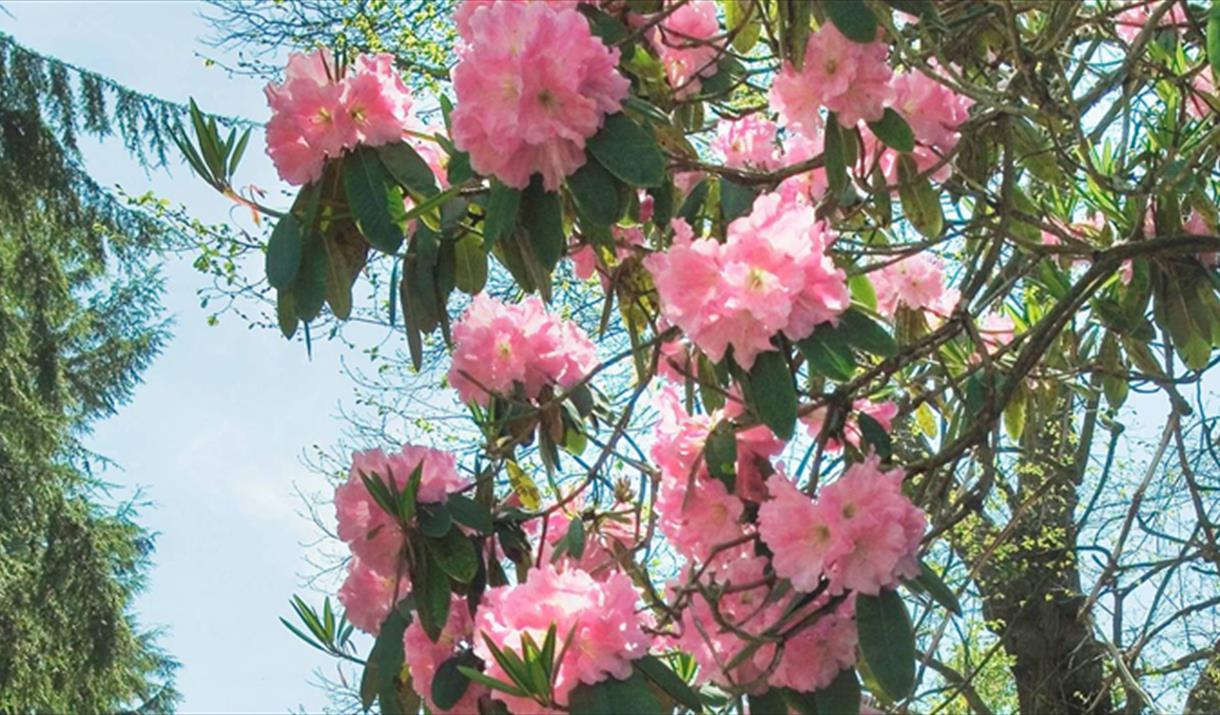 Pink flowers.