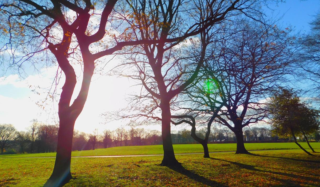 Bare Trees
