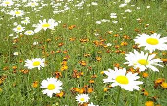 Flowers at Alkrington Woods.