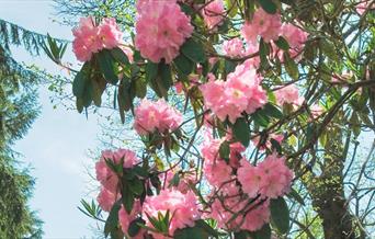 Pink flowers.