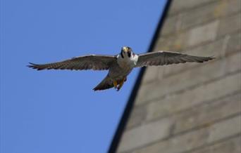 Peregrine falcon flying in Rochdale town centre.