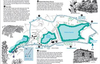 Bluebell Wood - A Piethorne Valley Walk