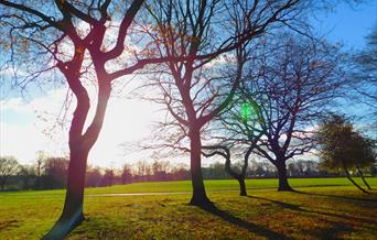 Bare Trees
