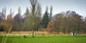 A horse rider in an open field in Bowlee Park.