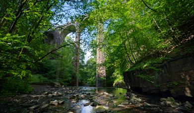 Aqueduct in a wooded clearing.