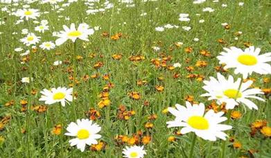 Flowers at Alkrington Woods.