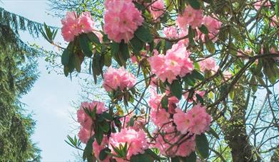 Pink flowers.