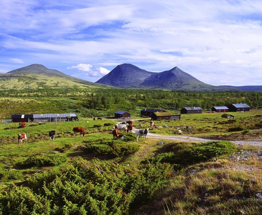 Seterdrift i Alvdal