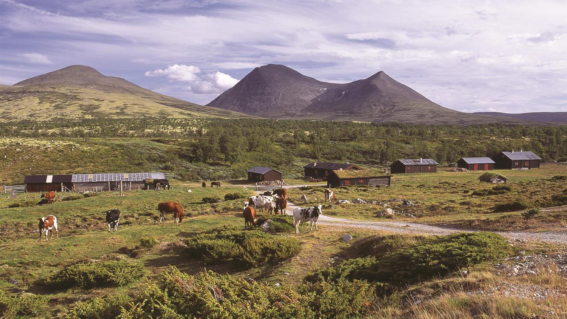 Alvdal Vestfjell