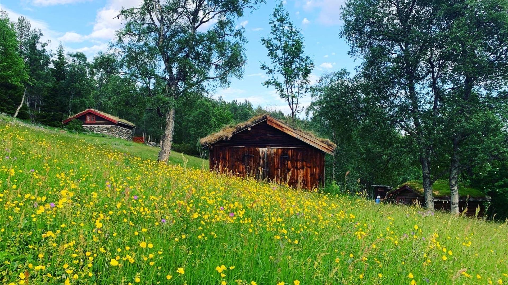 Blomstereng på setra