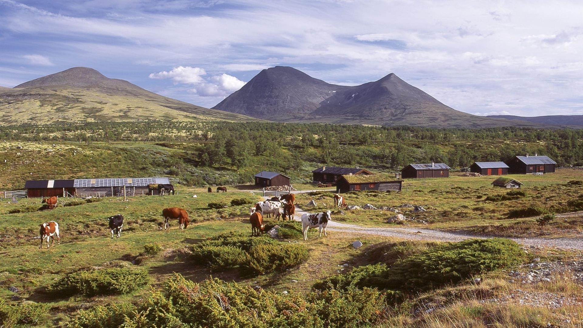 Follandsvangen seter i Alvdal. Kyr beiter ute foran fjell