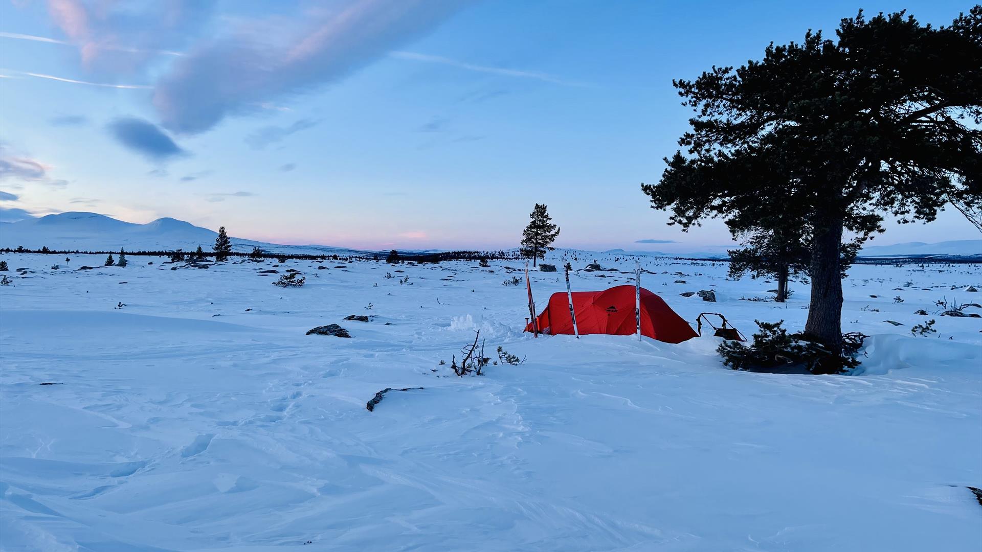 Skitur fra Femundsmarka til Røros. Tre og telt.