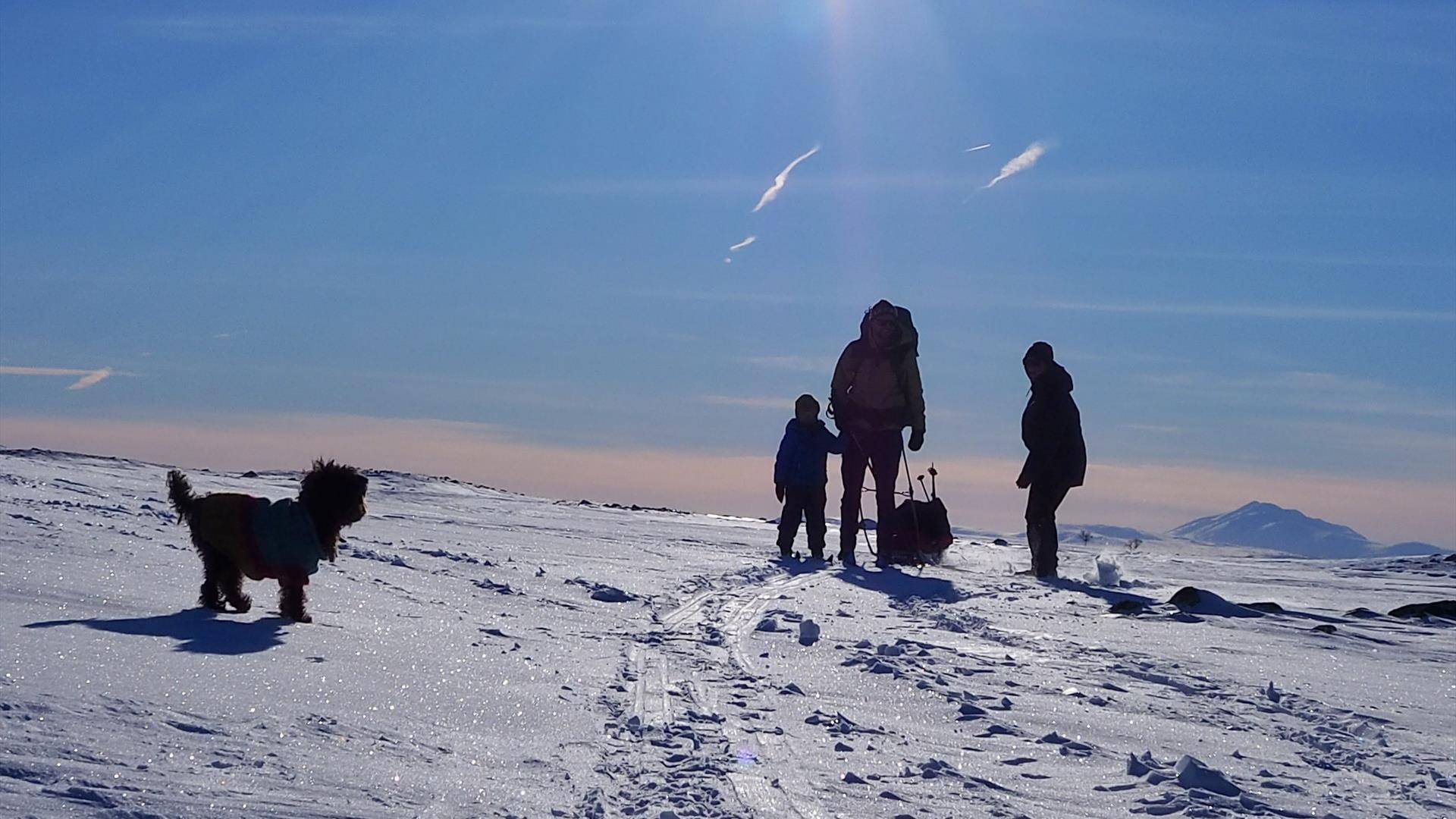 Skitur fra Femundsmarka til Røros. Hund, barn og foreldre.