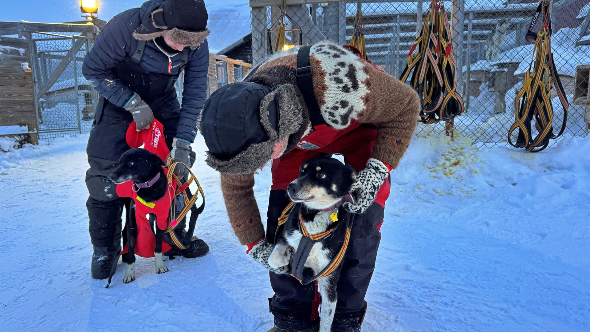 Hundene stelles ved Kennel Dølanvollen hunder