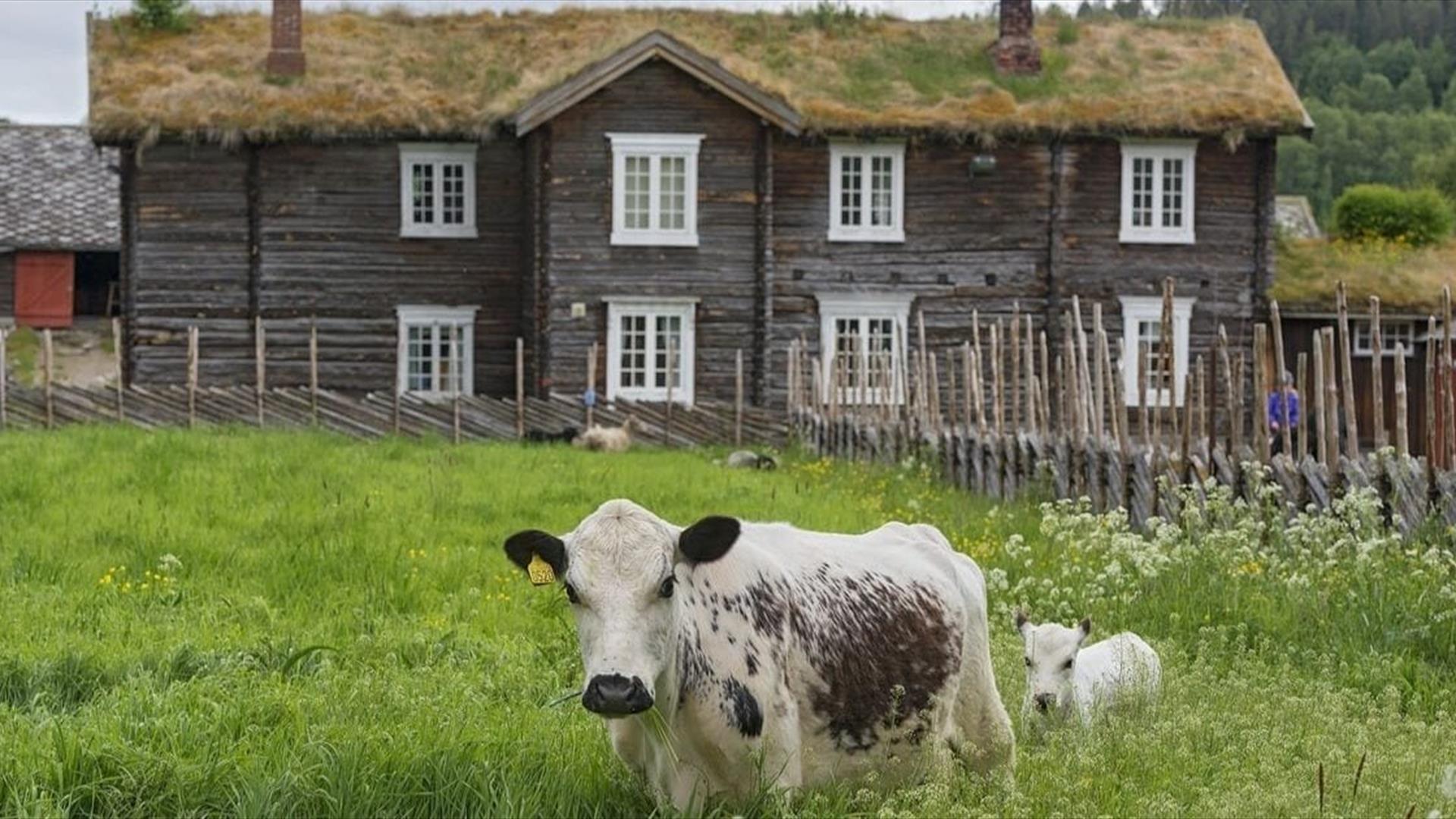 gårdsturisme,gård,fjell,røros,østerdalen
